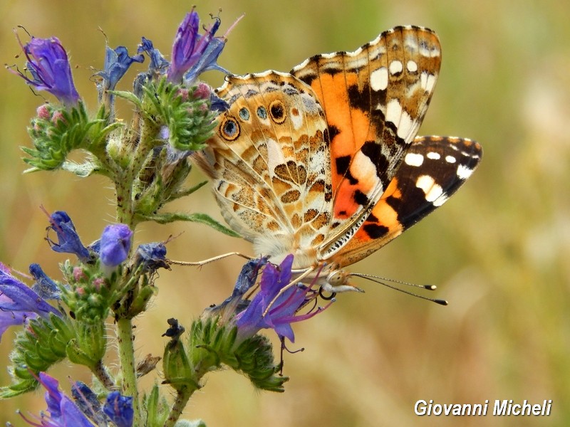Parco del Ticino 13.6.15
